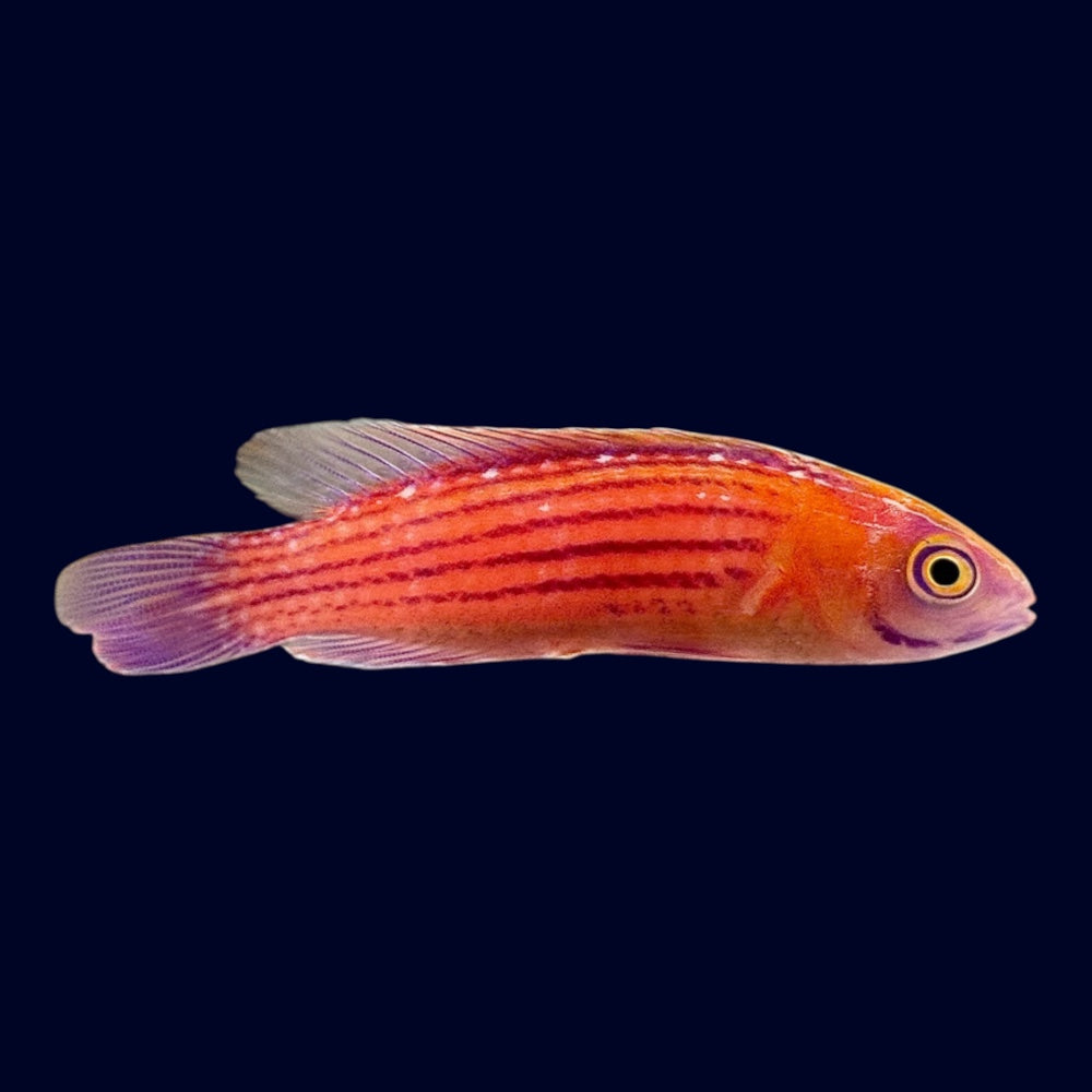 Earle's Fairy Wrasse - Male