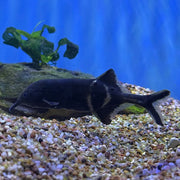Elephantnose Fish