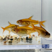 Ember Tetra