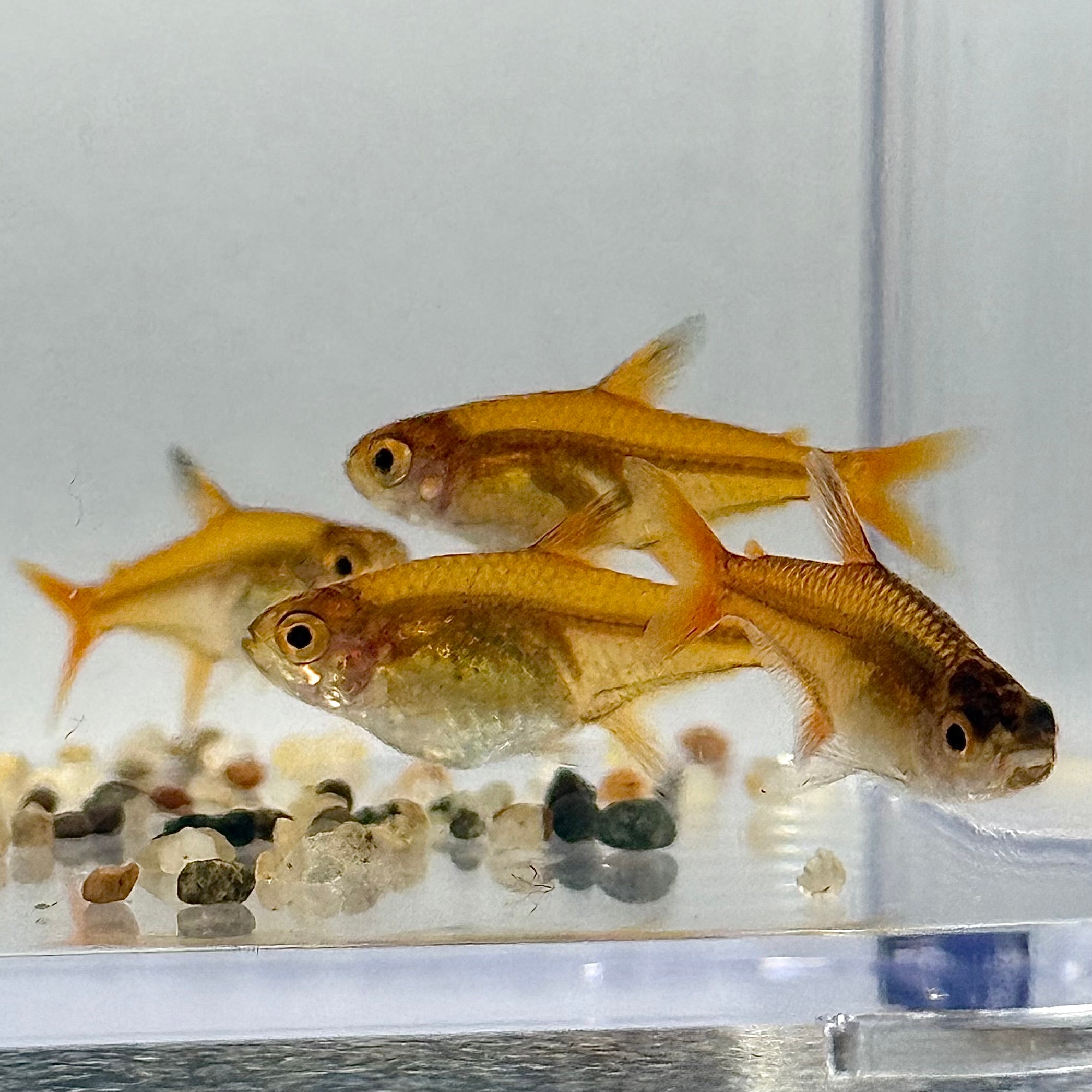 Ember Tetra