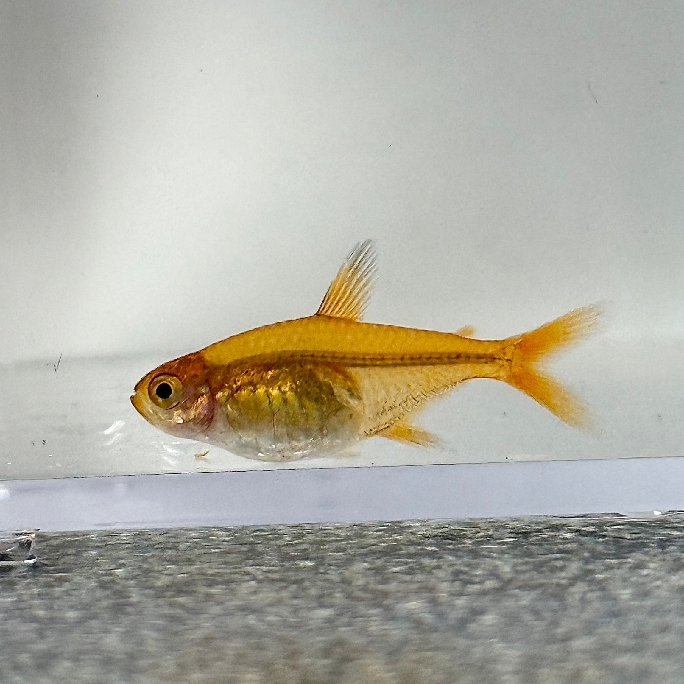 Ember Tetra