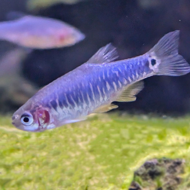 Emerald Dwarf Rasbora