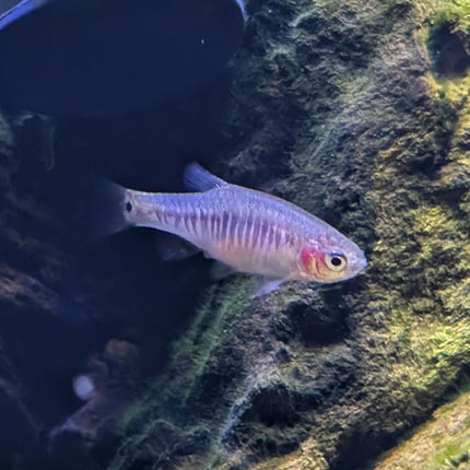 Emerald Dwarf Rasbora