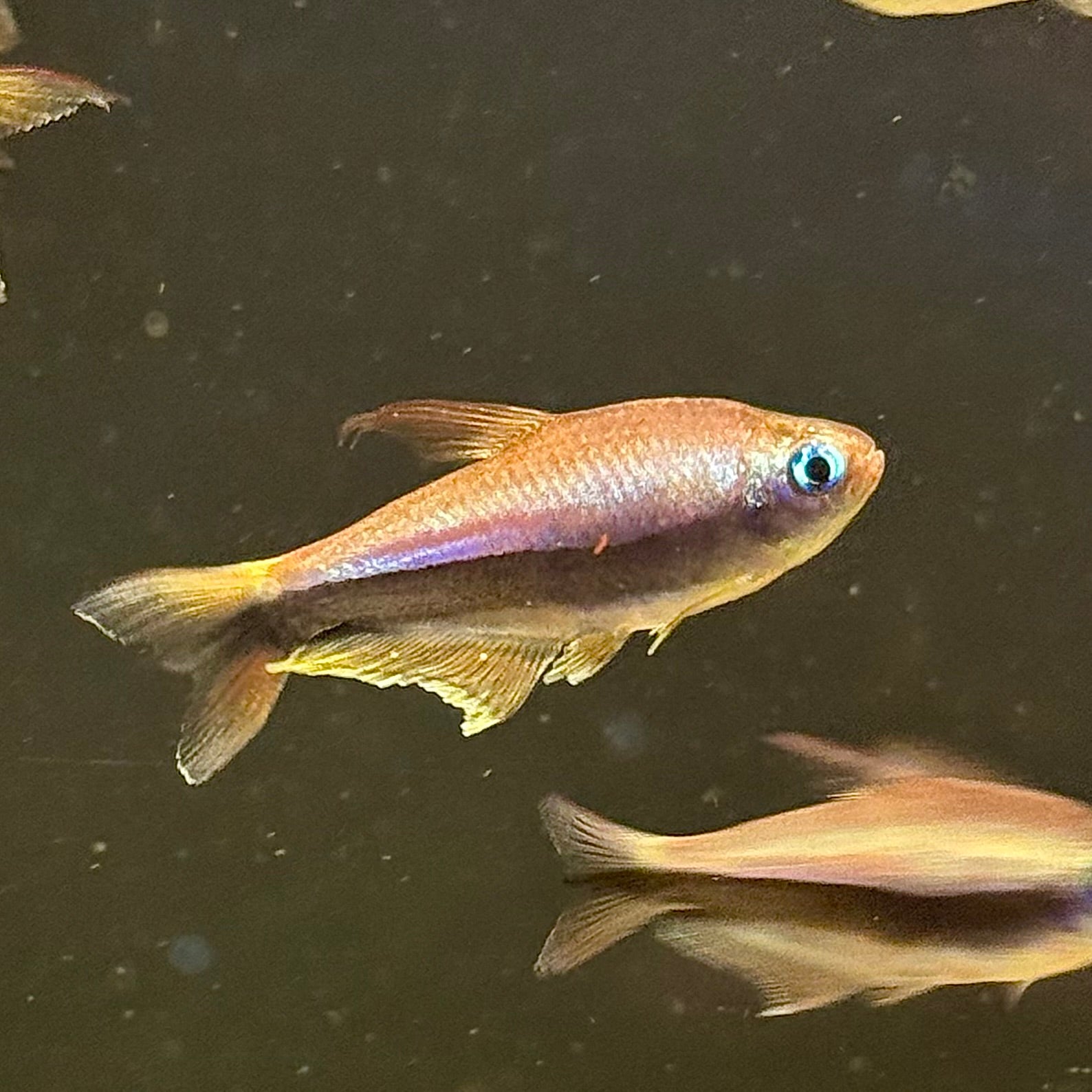 Emperor Tetra