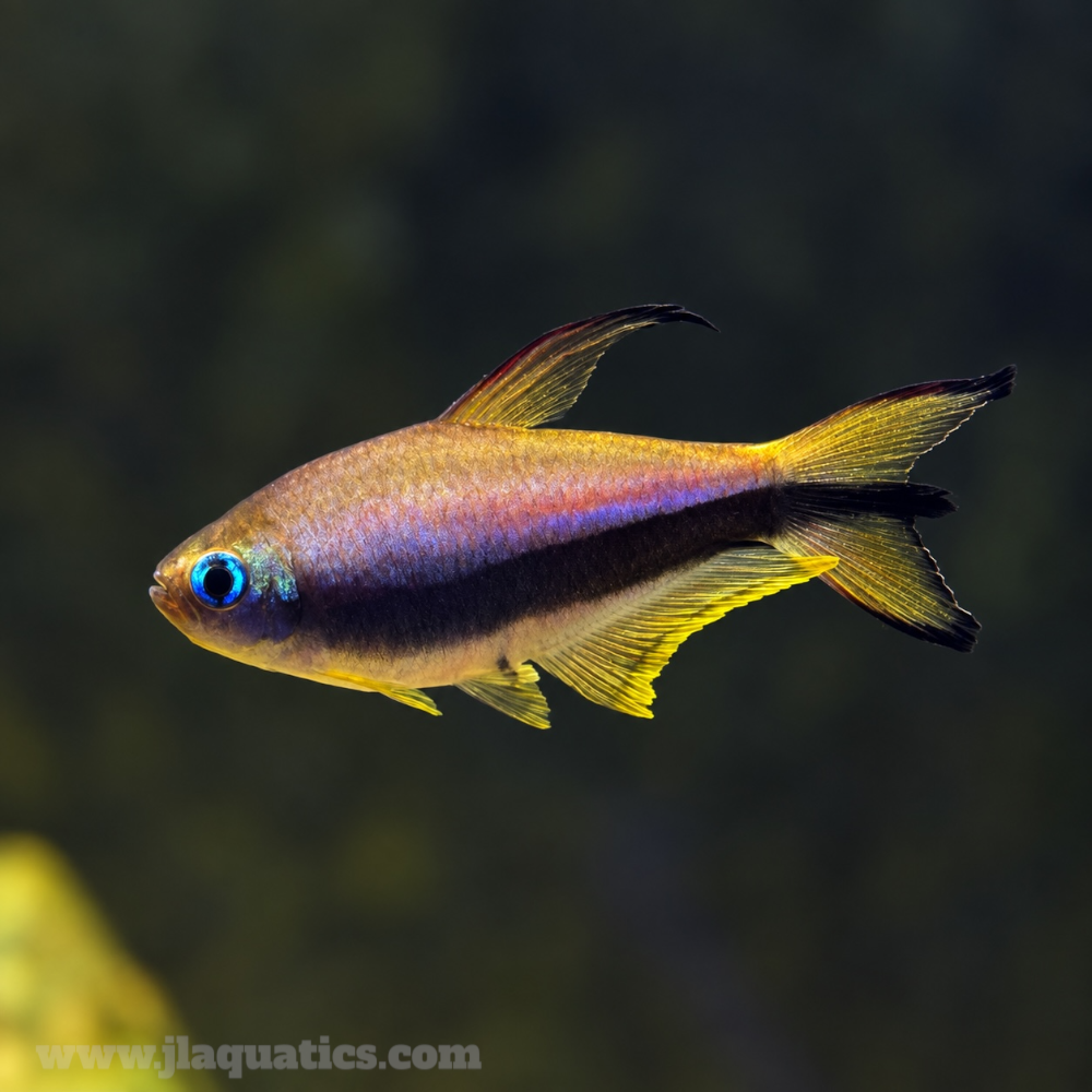 Emperor Tetra