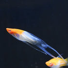 Kohaku Lyretail Swordtail