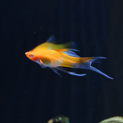 Kohaku Lyretail Swordtail