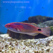 Exquisite (Male) Fairy Wrasse (South Pacific)