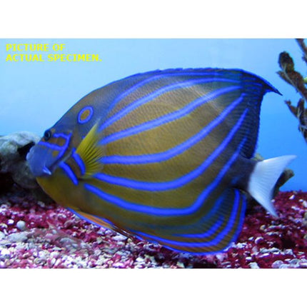 Blue Ring Angel - Adult (Asia Pacific)