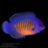 Buy Biota Coral Beauty (Asia Pacific) in Canada for as low as 93.95