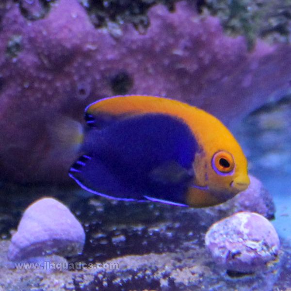 洋楽 Angelfish Flameback Angel | JLAquatics Canada – J&L Aquatics Ltd.