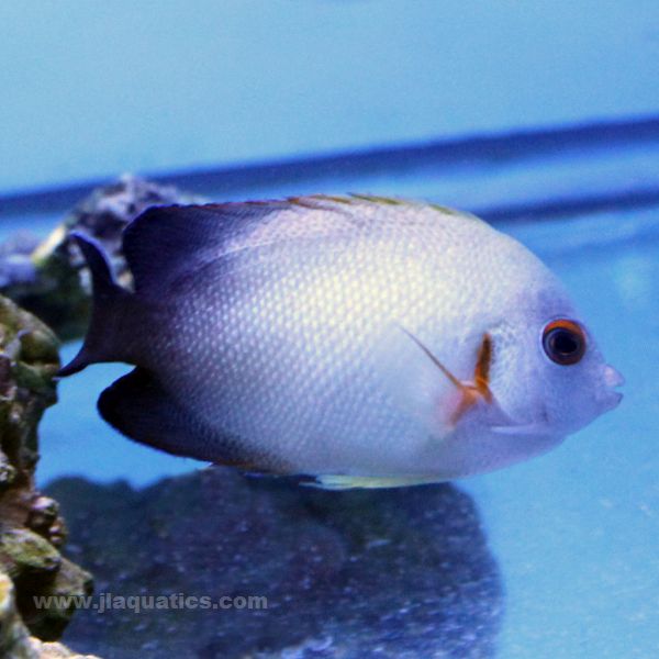 Half Black Angel | JLAquatics Canada – J&L Aquatics Ltd.
