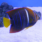 Passer Angel - Juvenile