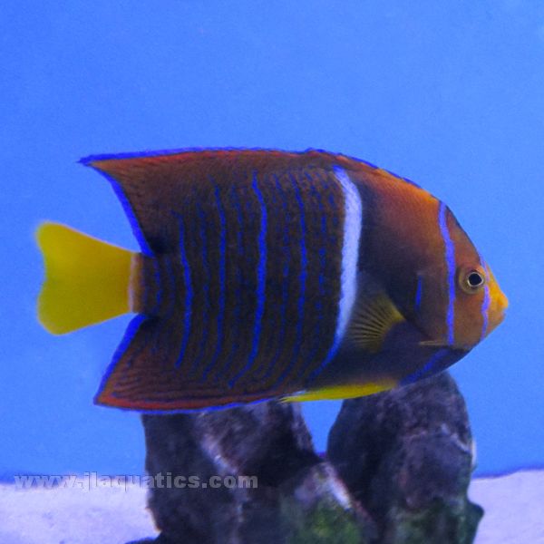 Passer Angel - Juvenile