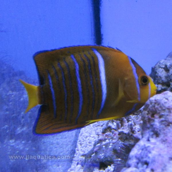 Passer Angel - Juvenile