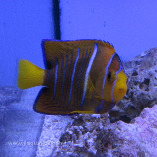 Passer Angel - Juvenile