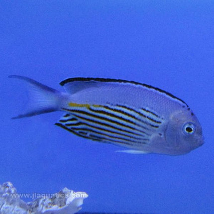 Buy Watanabe Angel - Male (South Pacific) in Canada for as low as 254.45