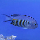 Buy Watanabe Angel - Male (South Pacific) in Canada for as low as 254.45