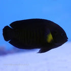 Buy Yellow Fin Angel (Indian Ocean) in Canada for as low as 85.95