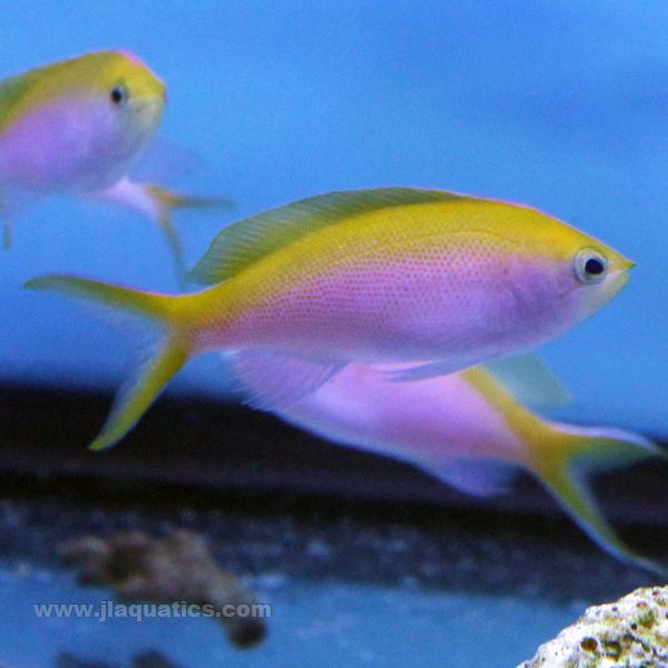 Bartlett's Anthias