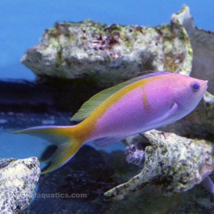 Bartlett's Anthias