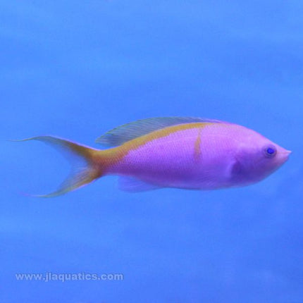 Bartlett's Anthias