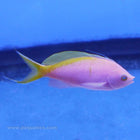 Buy Bartlett's Anthias (South Pacific) in Canada for as low as 69.45