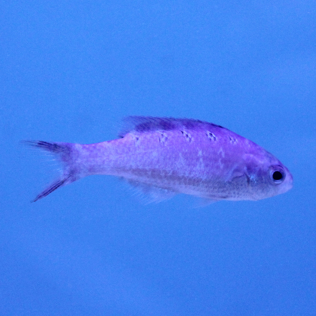 Buy Creole Fish (Atlantic) in Canada for as low as 31.95