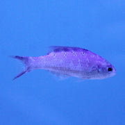 Buy Creole Fish (Atlantic) in Canada for as low as 31.95