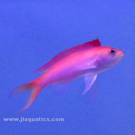 Dispar Anthias