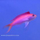 Dispar Anthias