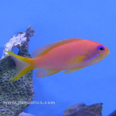 Lyretail Anthias