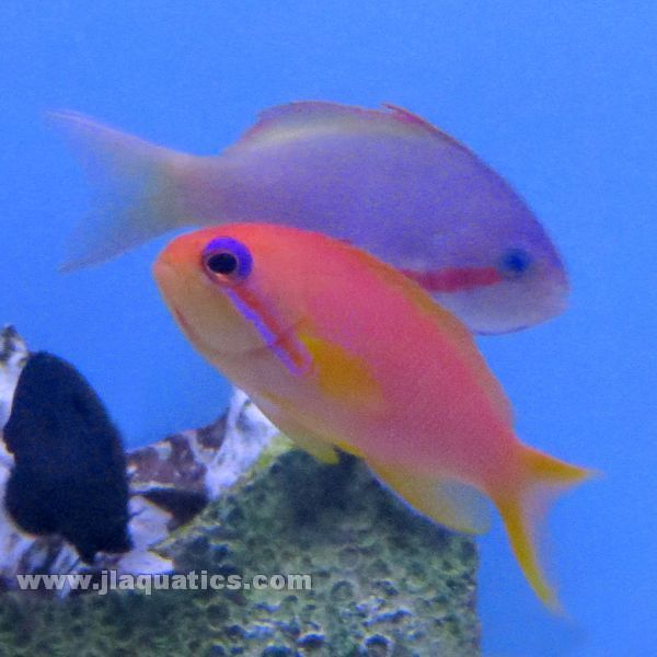 Lyretail Anthias