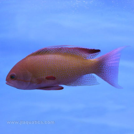 Lyretail Anthias