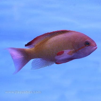 Lyretail Anthias