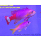 Buy Pictilis Anthias - Female (South Pacific) in Canada for as low as 93.45