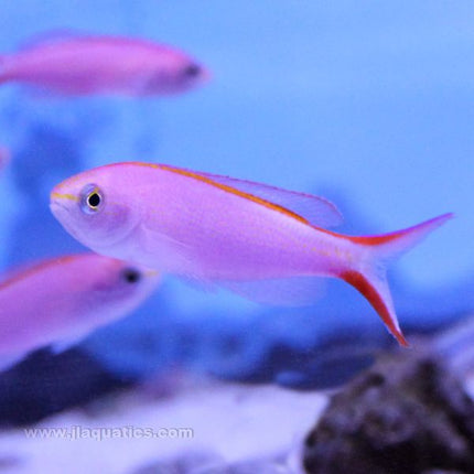 Princess Anthias - Male