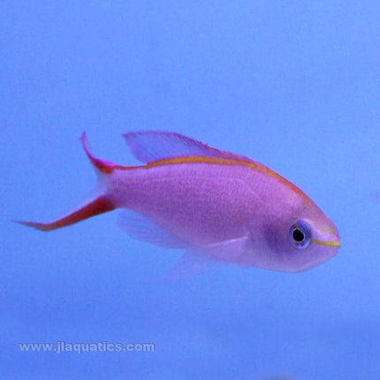 Princess Anthias - Male