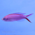 Buy Princess Anthias - Male (Asia Pacific) in Canada for as low as 72.95