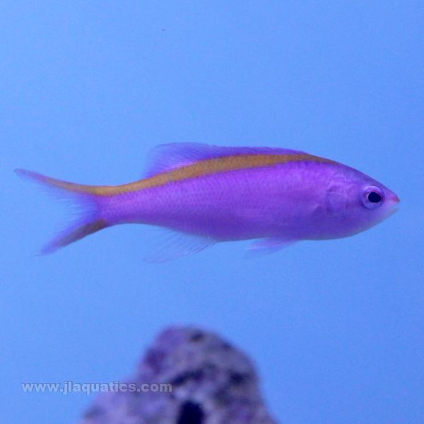 Purple Queen Anthias