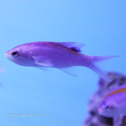 Purple Queen Anthias