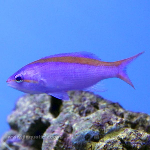 Buy Purple Queen Anthias (Asia Pacific) in Canada for as low as 47.95