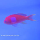 Squarespot Anthias - Male