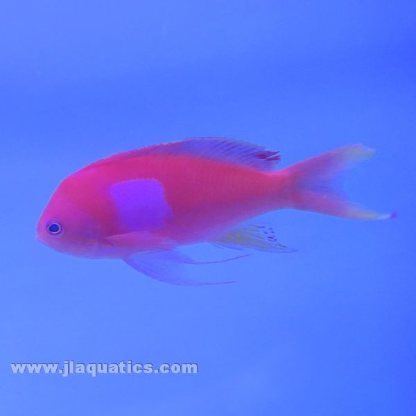 Squarespot Anthias - Male