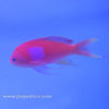 Squarespot Anthias - Male