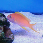 Buy Squarespot Anthias - Female (Asia Pacific) in Canada for as low as 62.95