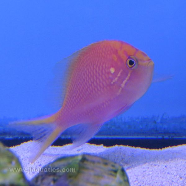 Sunburst Anthias