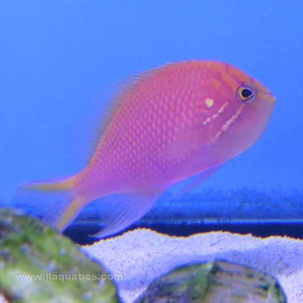Sunburst Anthias (Asia Pacific)