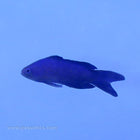 Buy Blue Assessor (Tank Raised) in Canada for as low as 131.95