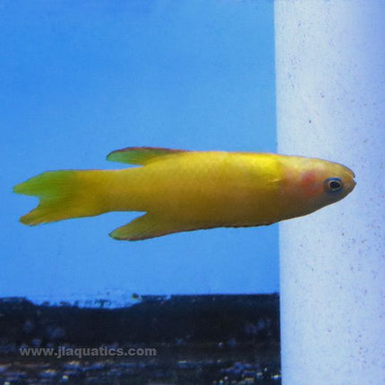 Buy Yellow Assessor (Tank Raised) in Canada for as low as 118.45